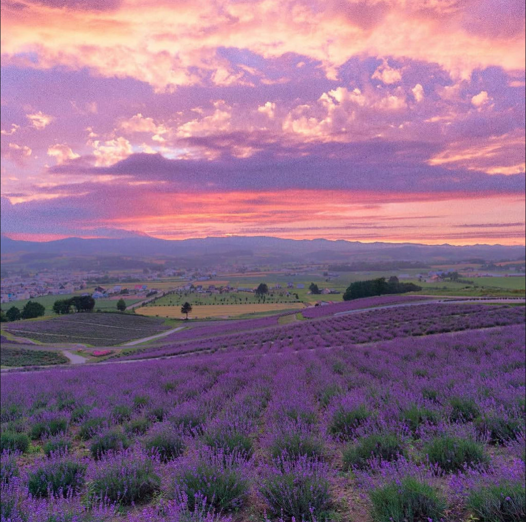 NOVA1 Rosemary & Rose Botanical Healing Oil