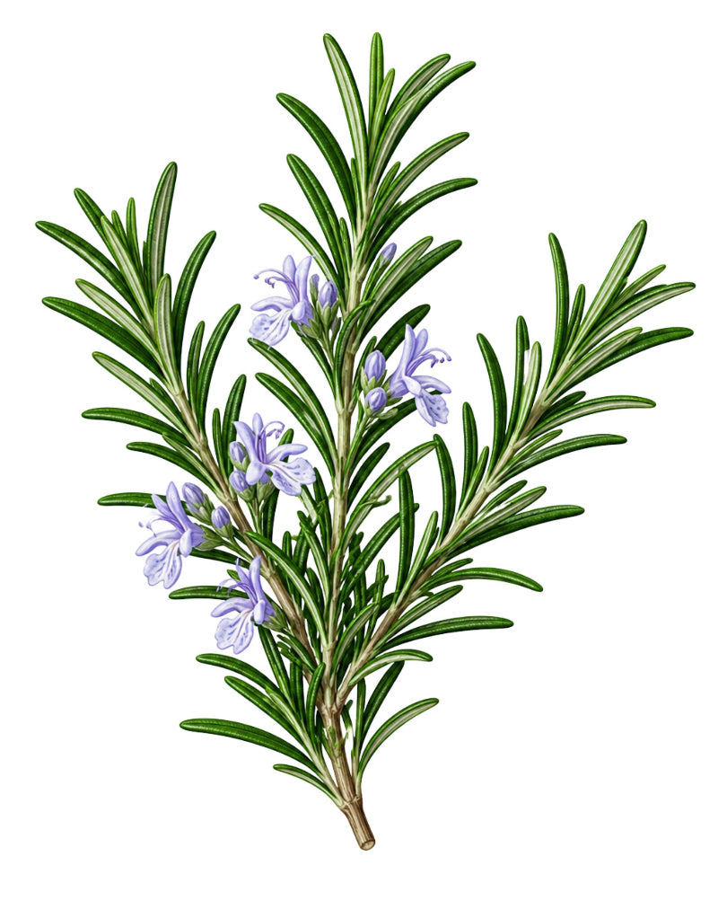 NOVA1 Rosemary & Rose Botanical Healing Oil